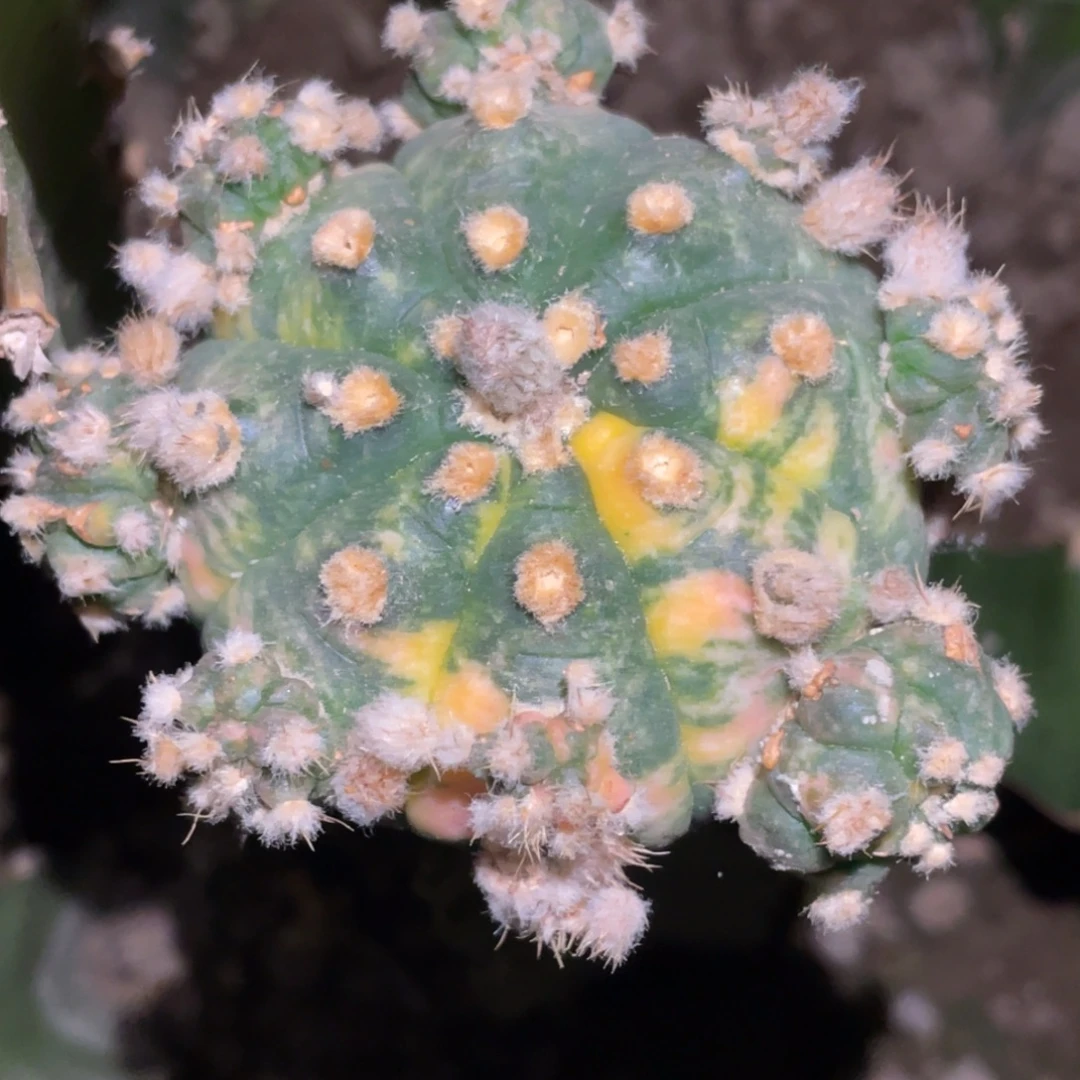 全部花朵兜锦群体  龟甲侧芽