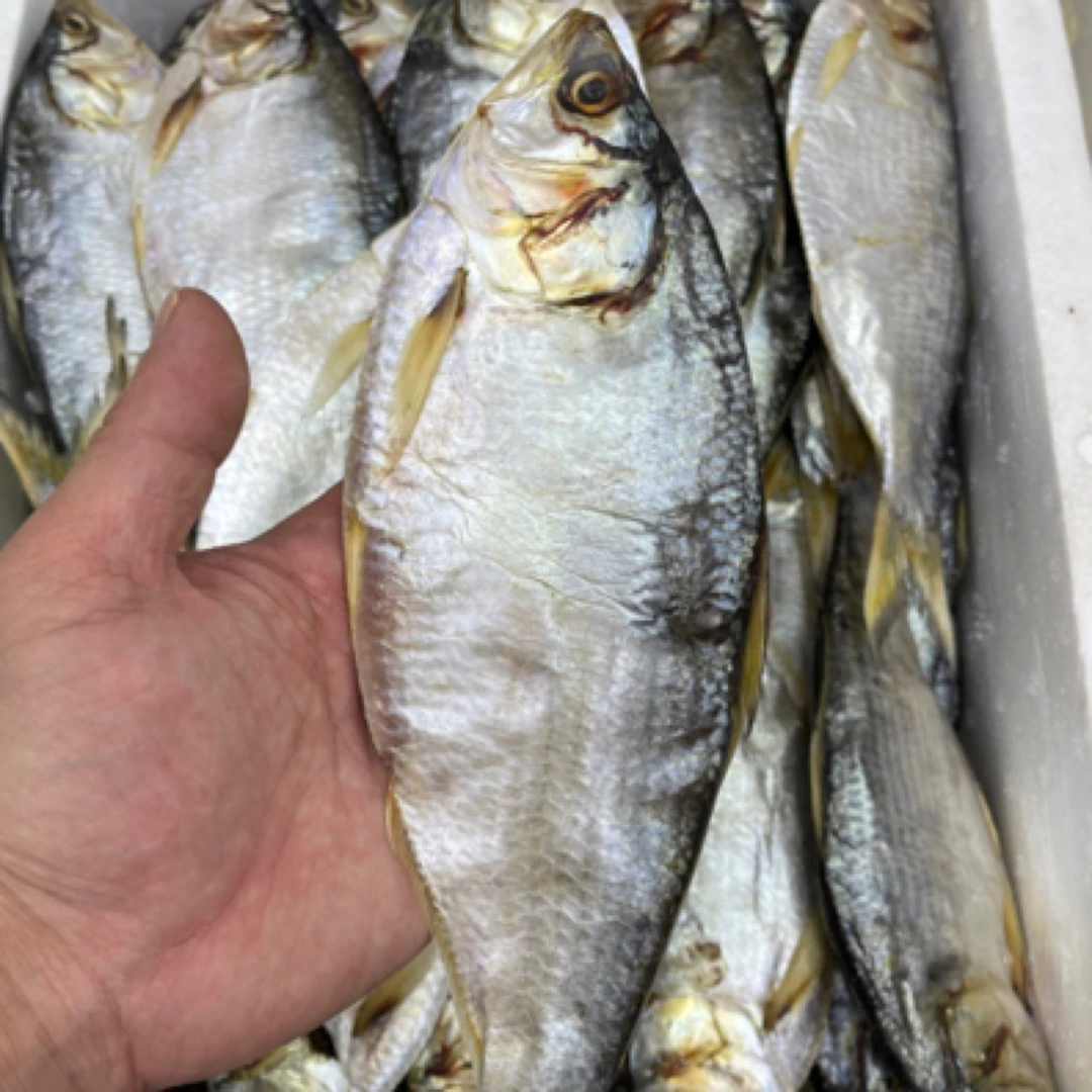 本地南澳生晒黄鱼干 海味干货 海产品