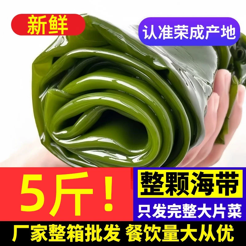 荣成海带盐渍海带整颗嫩海带煲汤凉拌包饭海带营养美味原产地发货