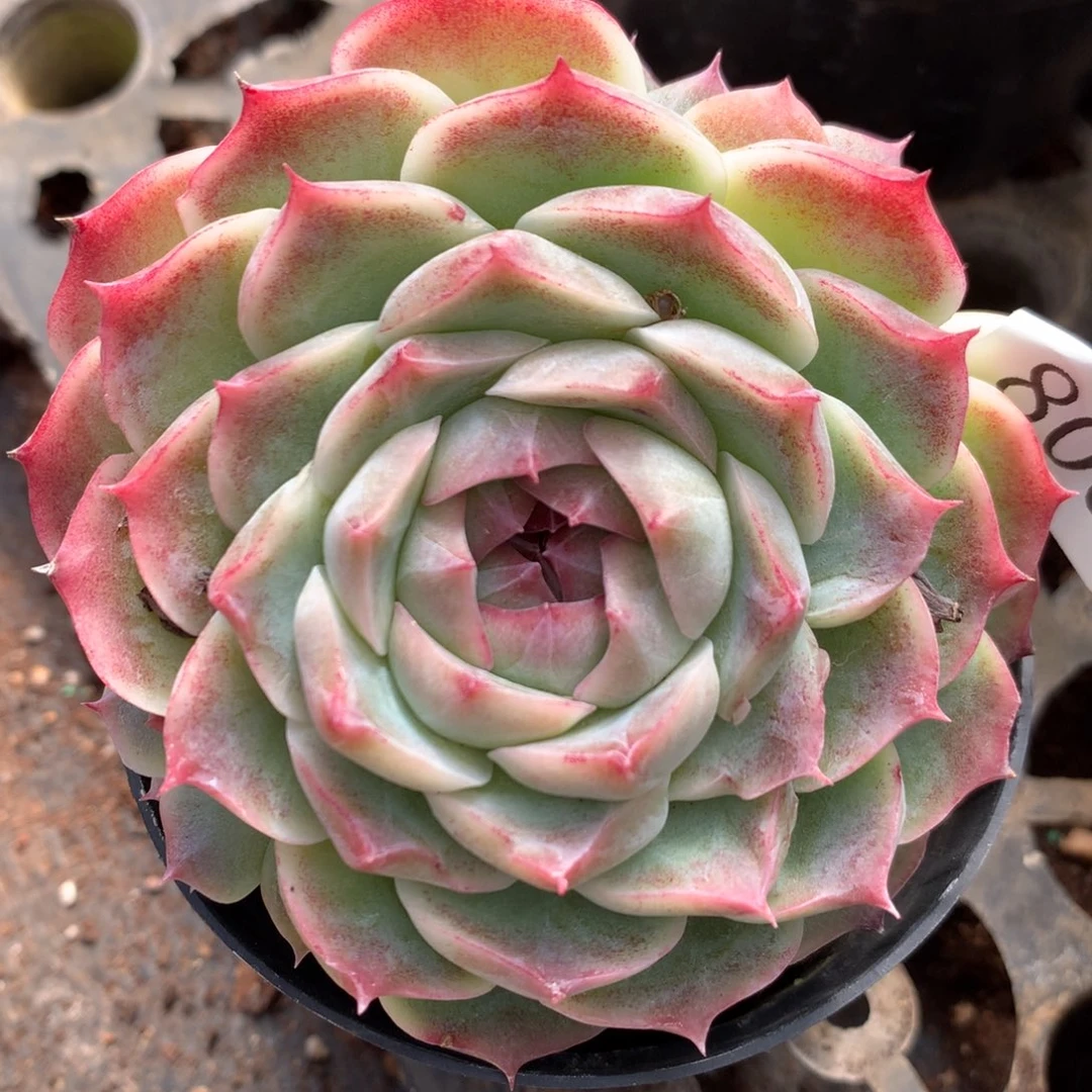 800新年快乐发发发