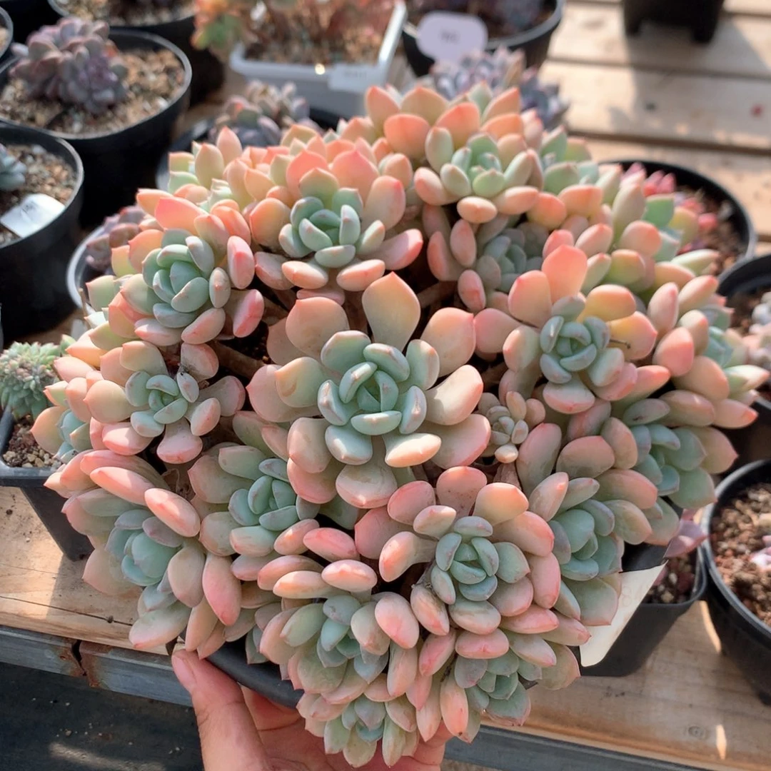 22厘米蜜桃格林 捧花 4848