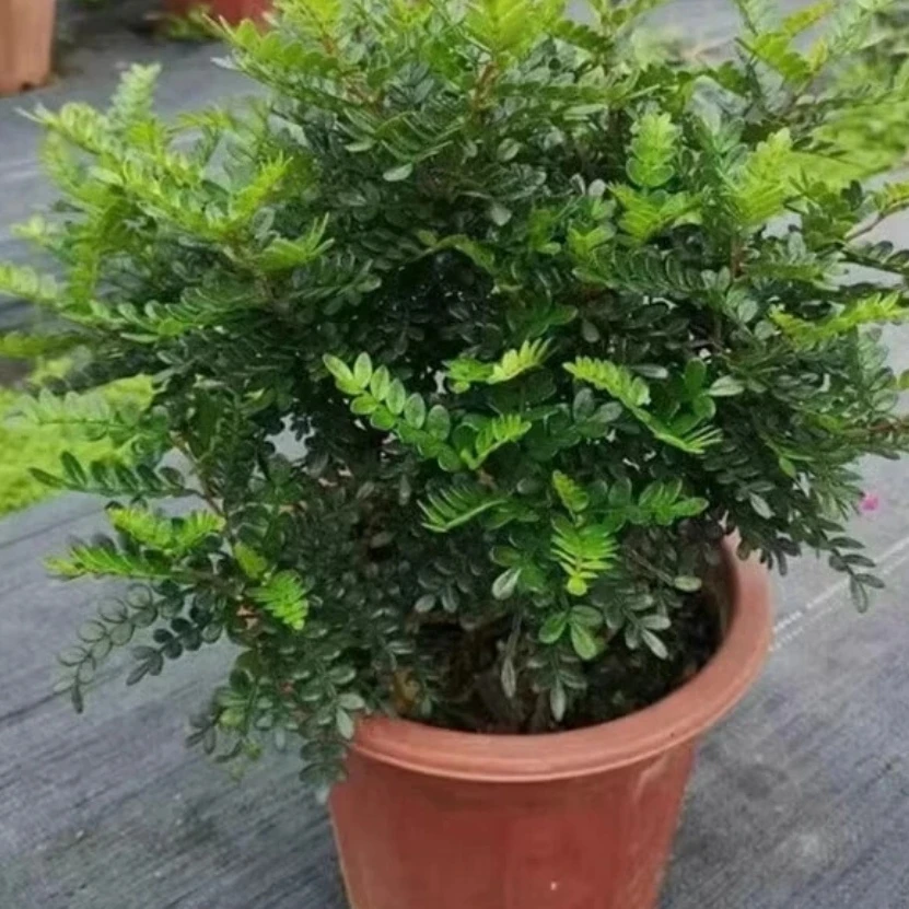 驱蚊驱虫清香木盆栽花卉提神好养室内绿植四季常青胡椒木净化空气