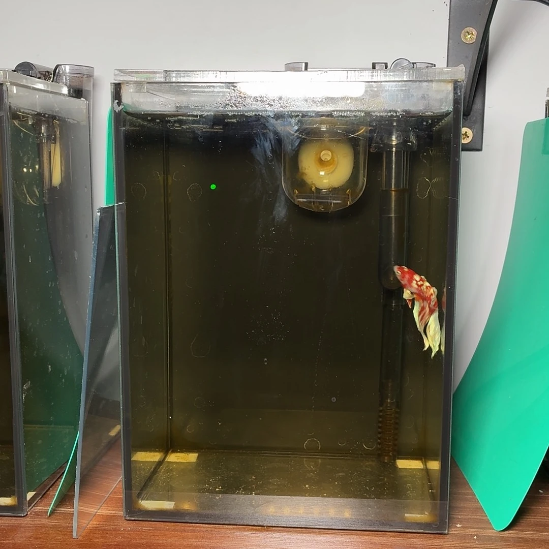 斗鱼巴塞隆半月公鱼