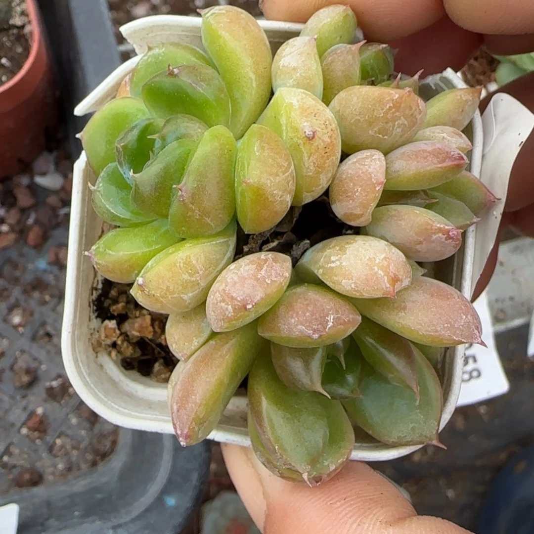 小卡拉米糖心一物一拍