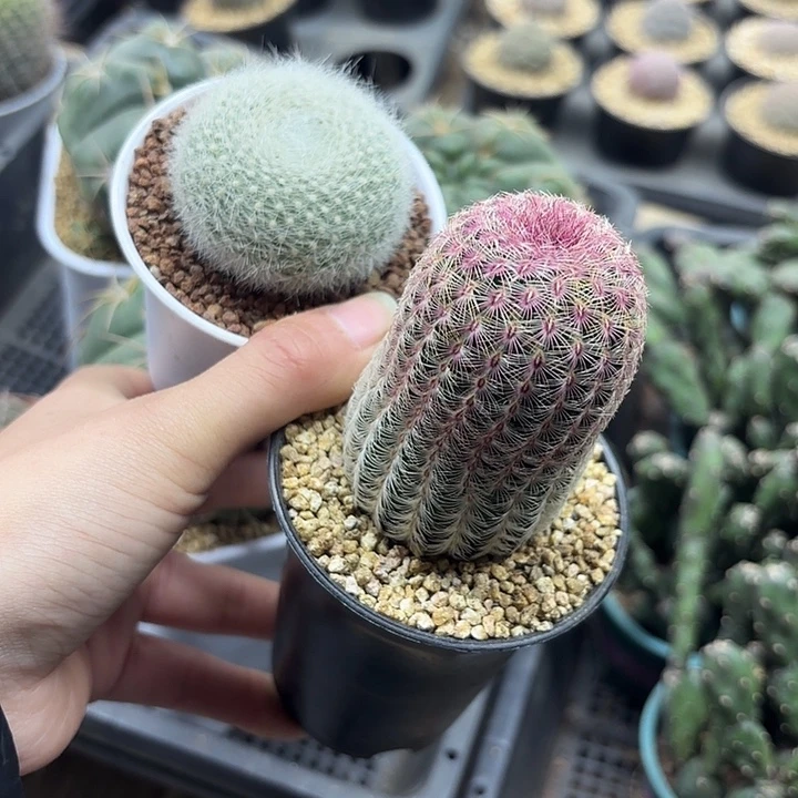 红太阳➕白雪光组合