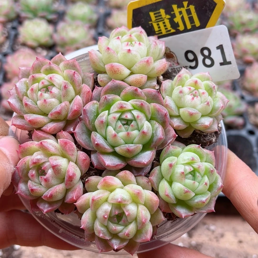 多肉植物多肉植物