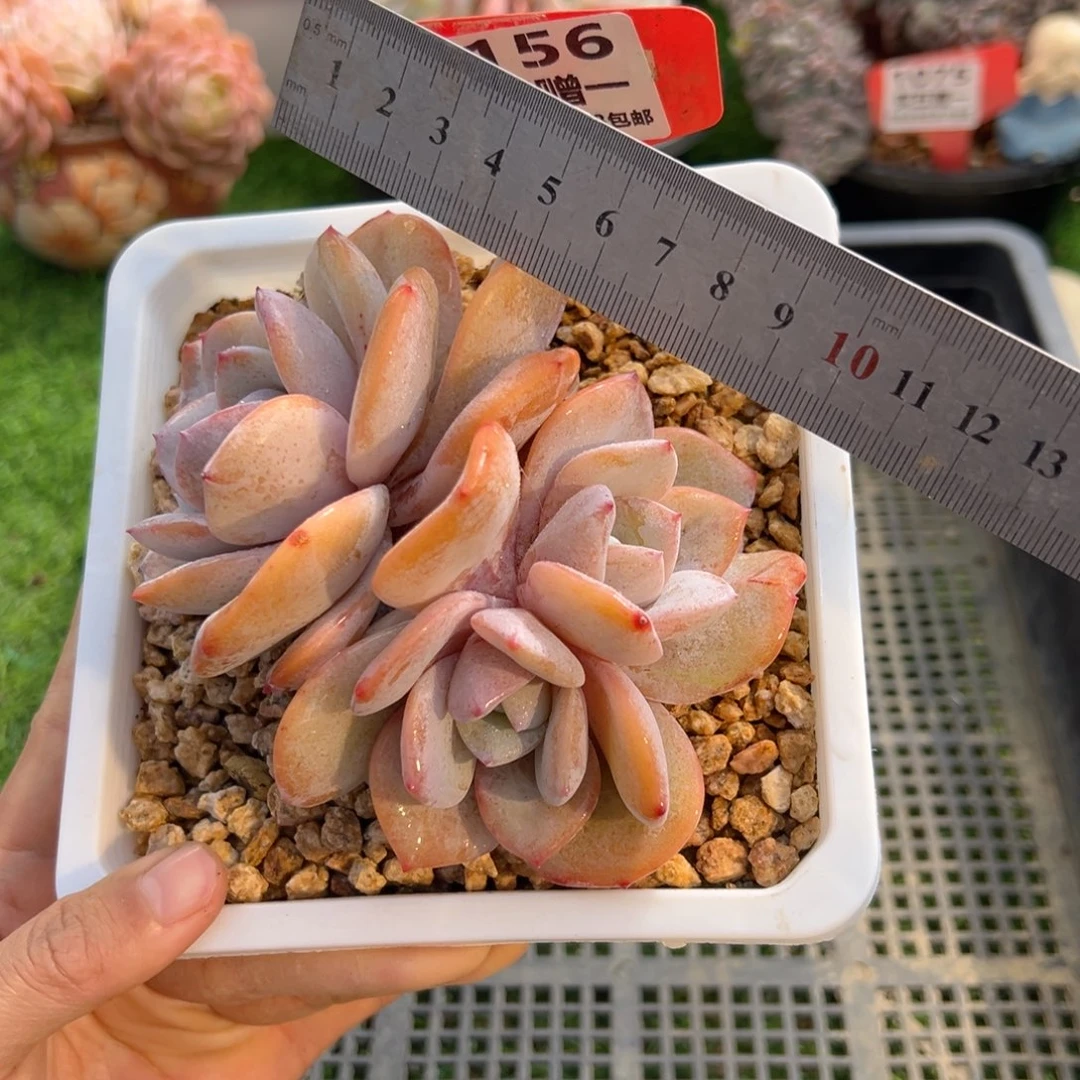 表妹精品多肉1156.