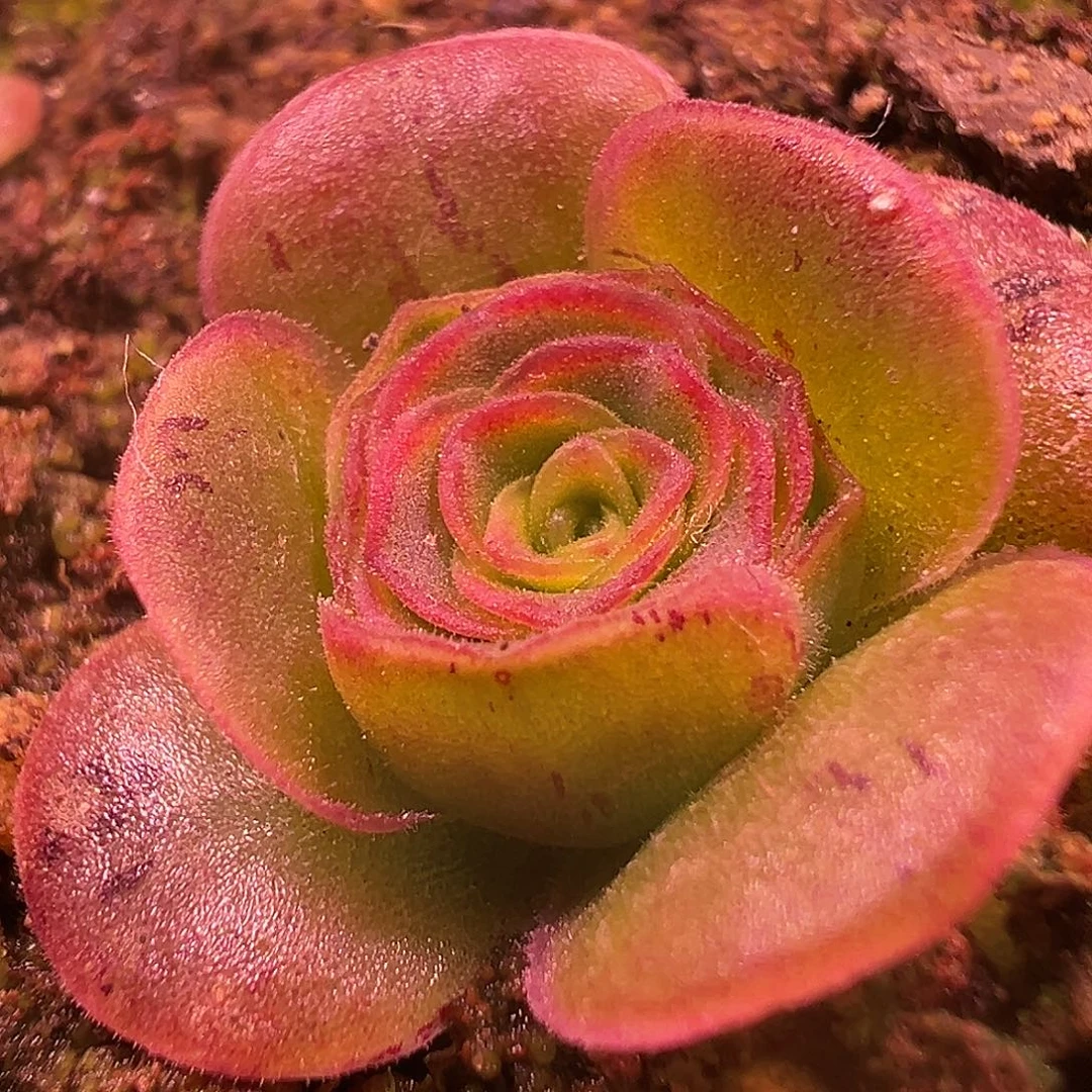 糖糖802 四万同血绝品冰边x各种 开播福利