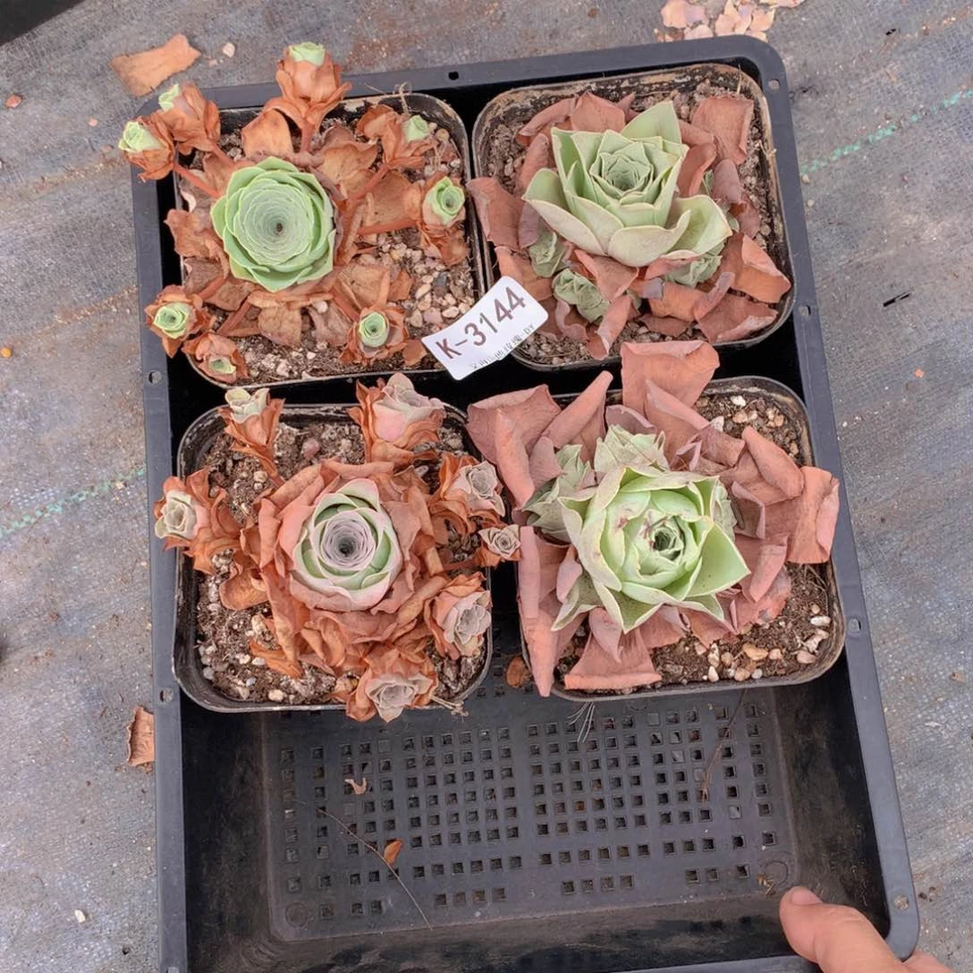 3144会掉侧芽不售后