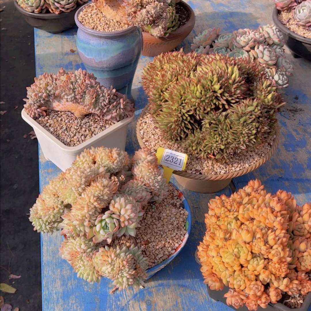 妞*缀化5颗2321一物一拍