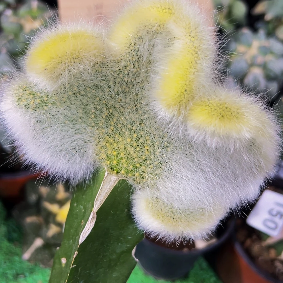 无花朵长毛九尾狐缀化506