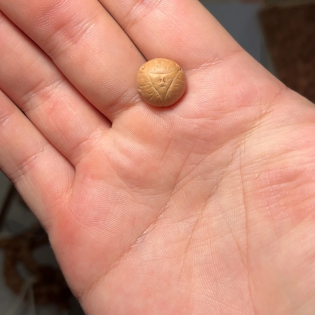 吊坠凤眼菩提13mm龙眼菩提