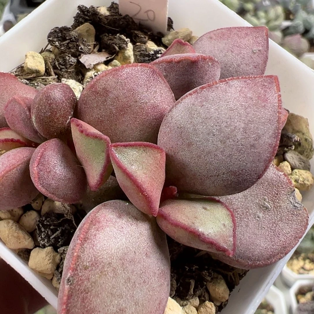 w红桃心多肉植物水泡有干疤特价