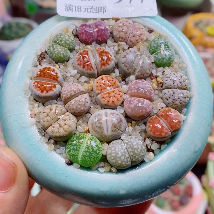 生石花花花花花花977
