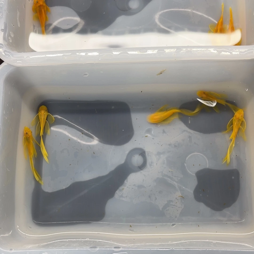 清道夫鱼中号胡子10条中号帆5条