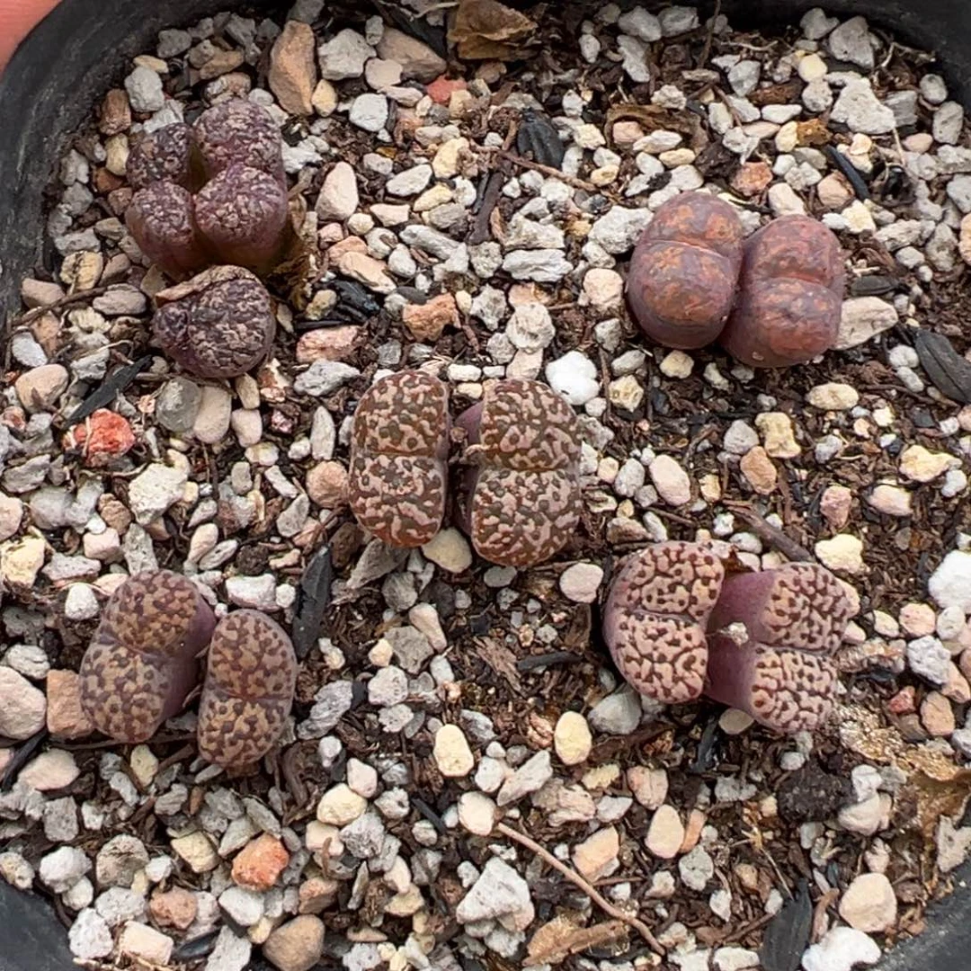 8.13好看的多肉脱土发货041