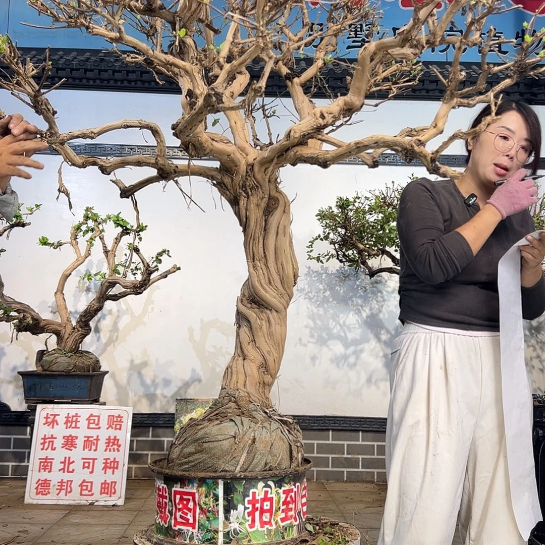 完全开放金银花888