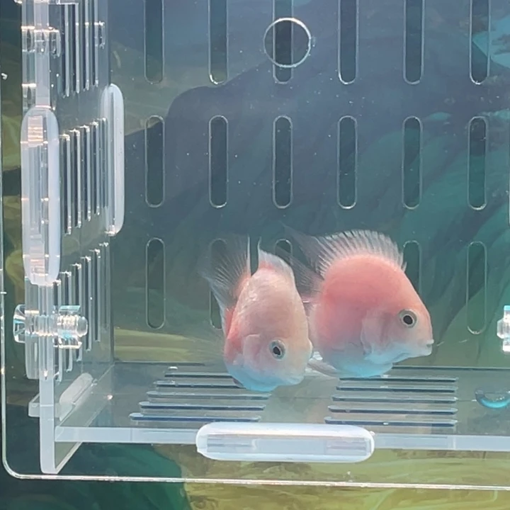 鹦鹉鱼胭脂粉精品一对18号单