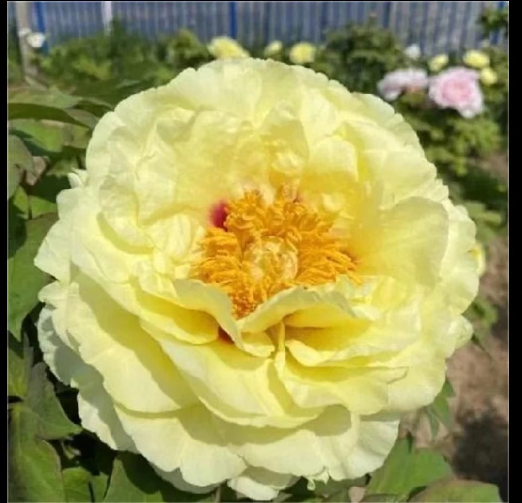 牡丹（皇冠）菏泽基地直发包对版耐寒花卉先发花肥秋天发苗