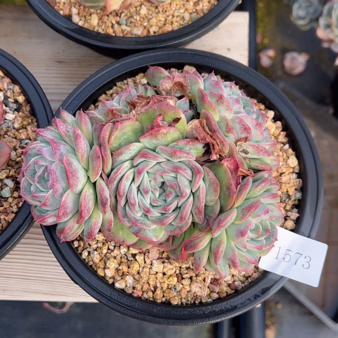 小***头1573肉肉肉肉肉肉