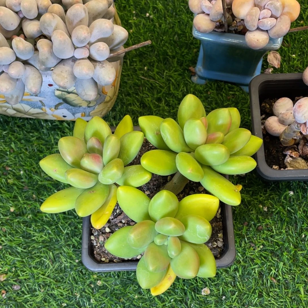 不***风正版芒果奶多肉植物