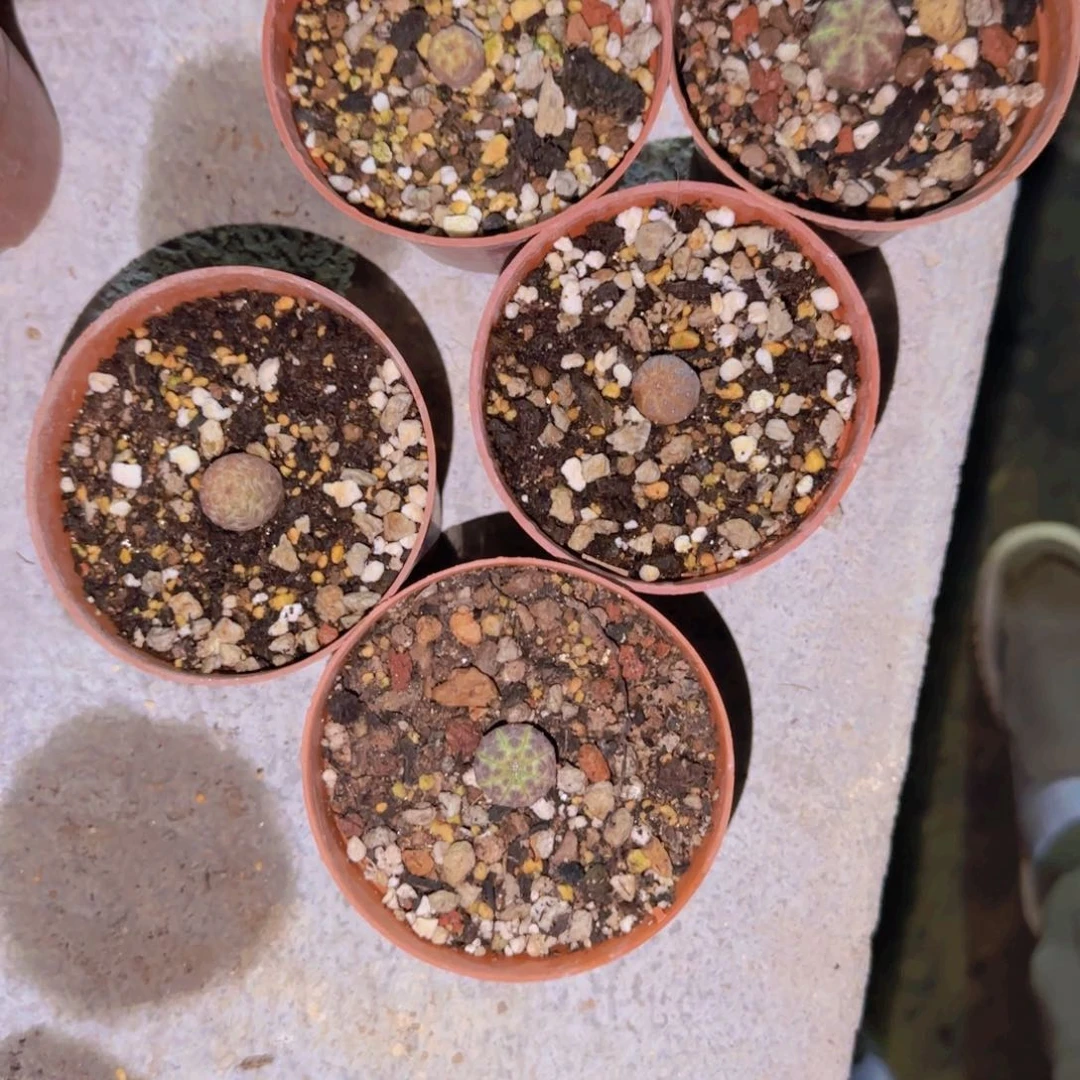 θ块根植物块根植物