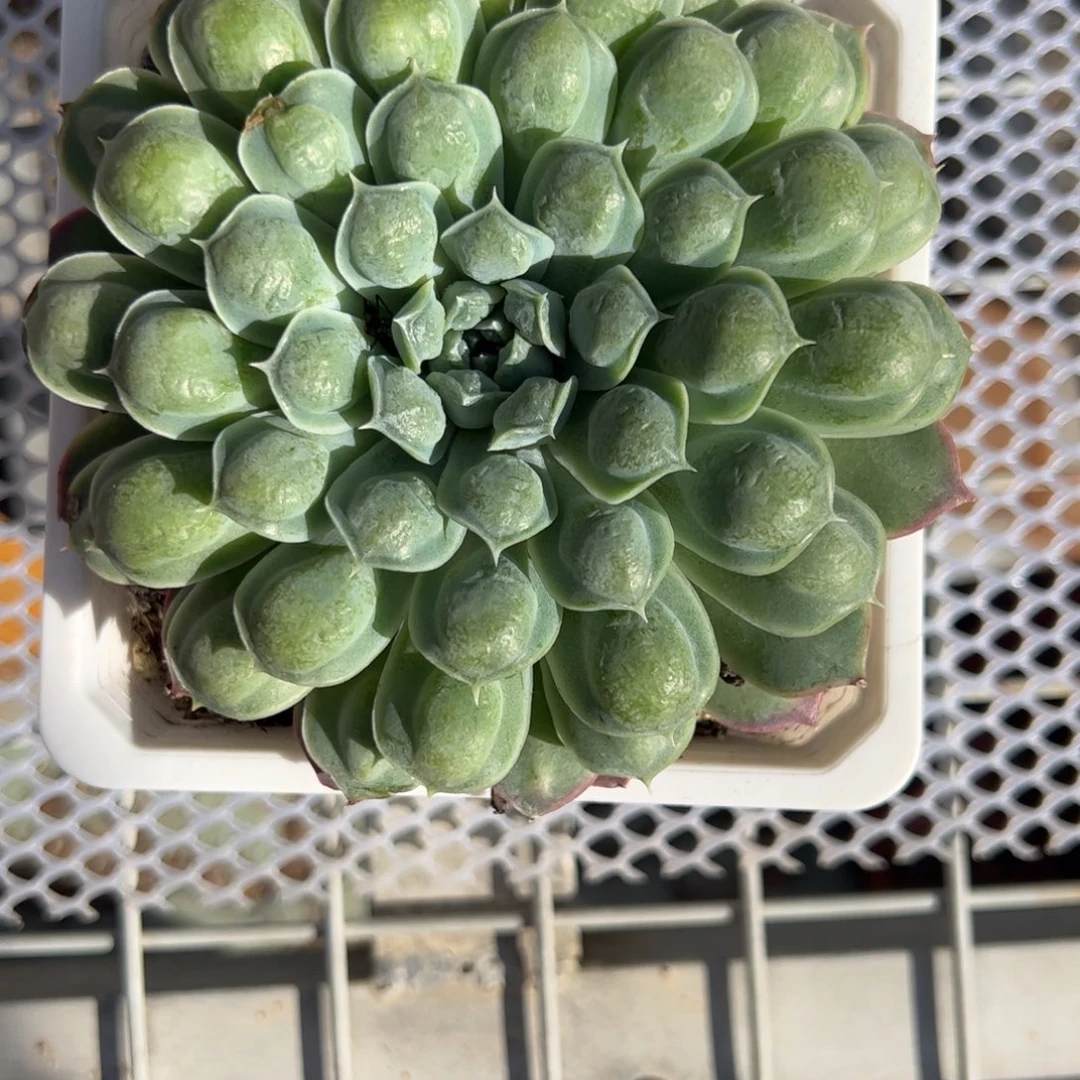 大单头流财多肉植物