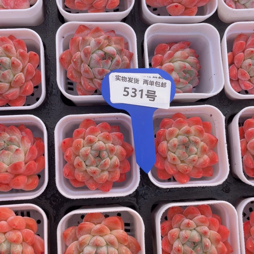 531号西施如梦令单头2个