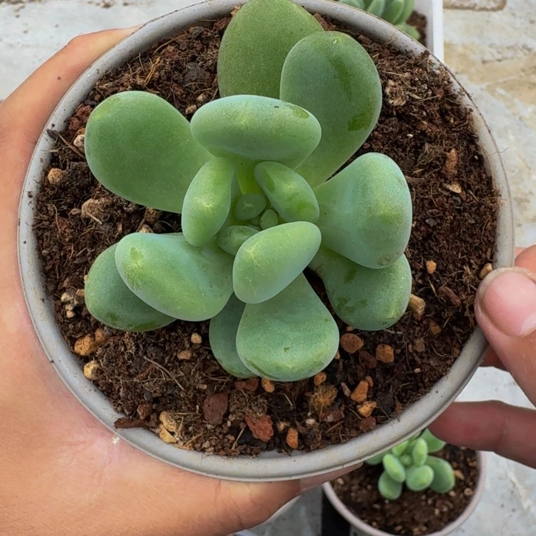 奶龙 单头 一物一拍