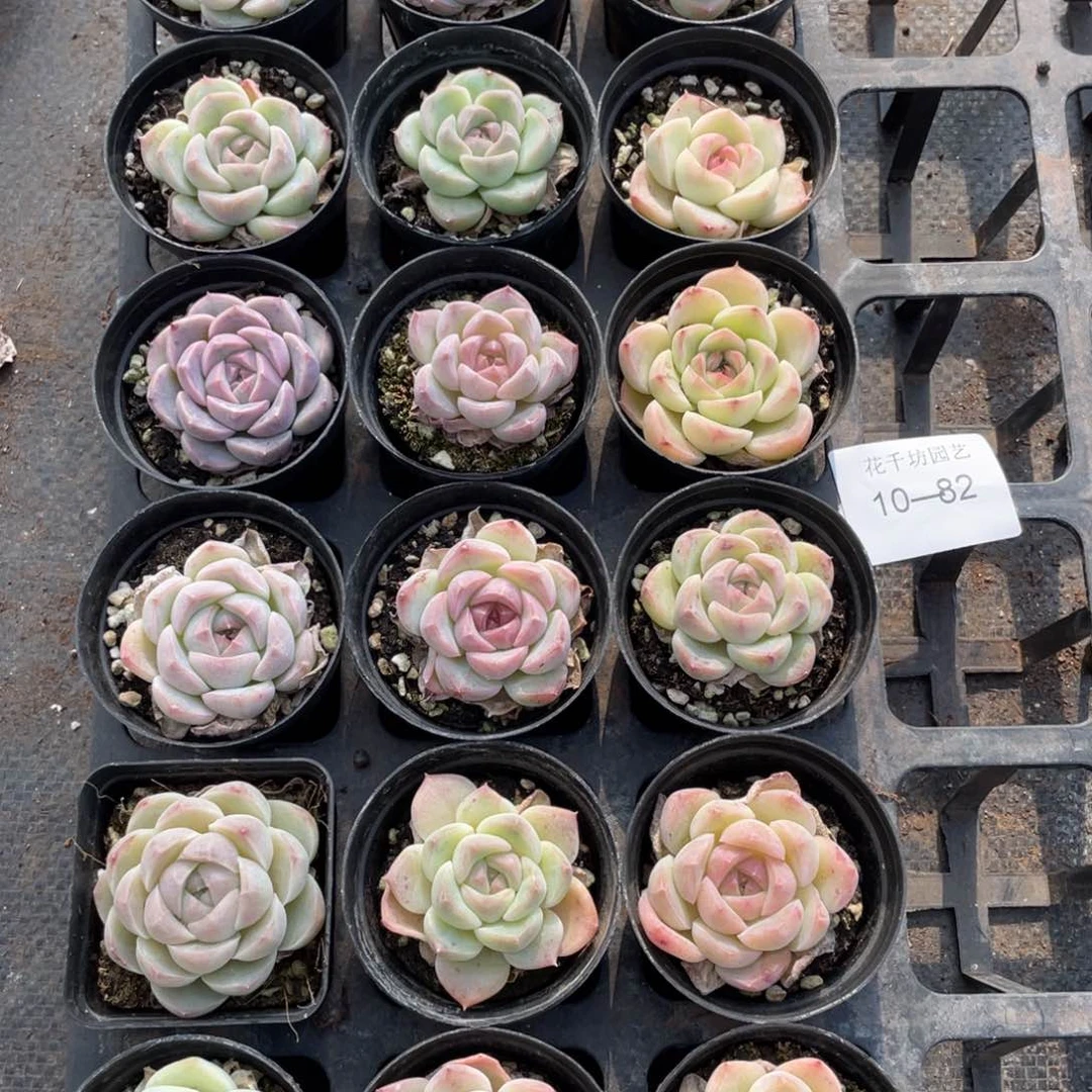 一物一拍18棵10-82