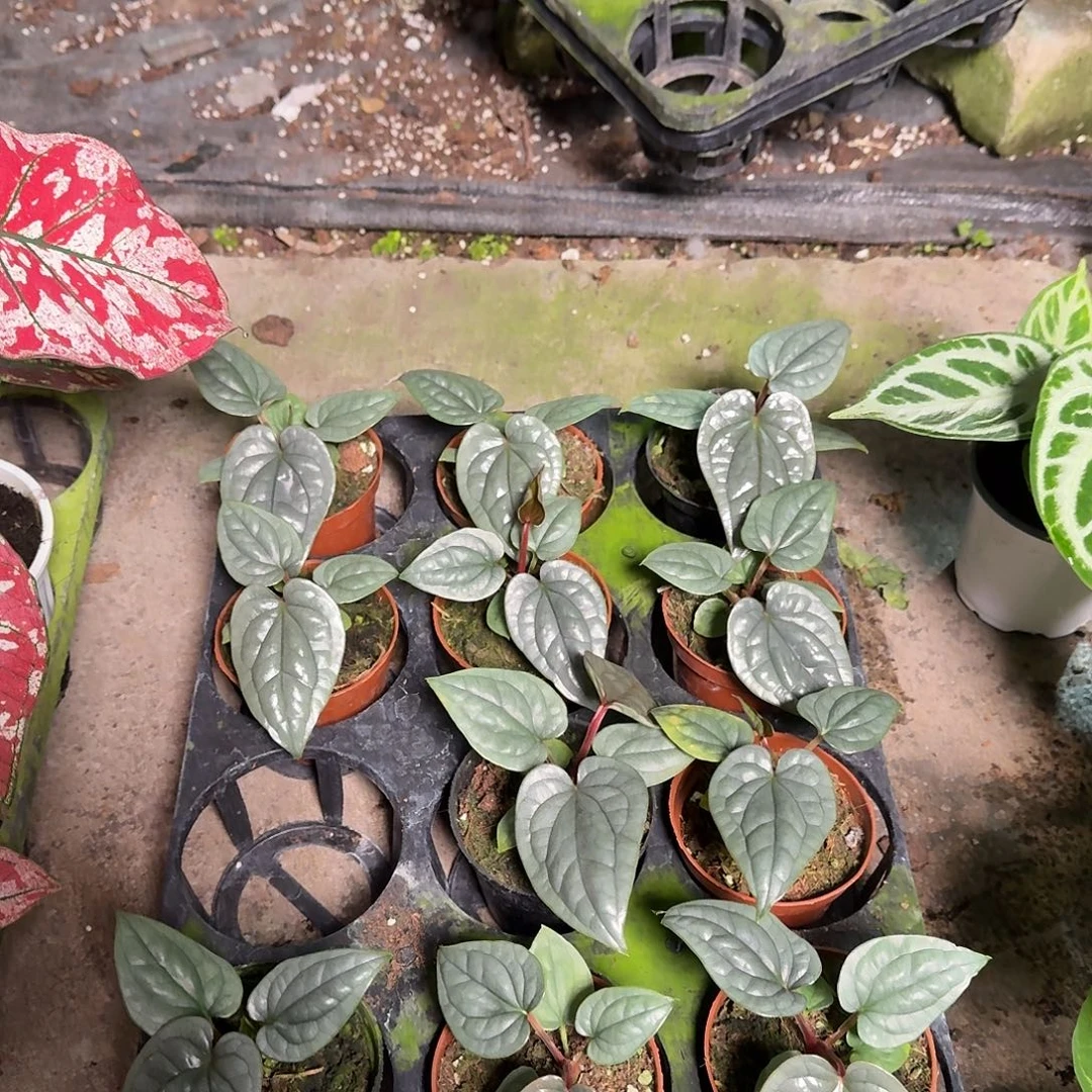 完全开放籽播奢华可挑选