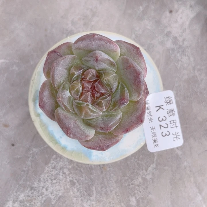 323 琥珀天使 带陶瓷盆发货 满28包邮