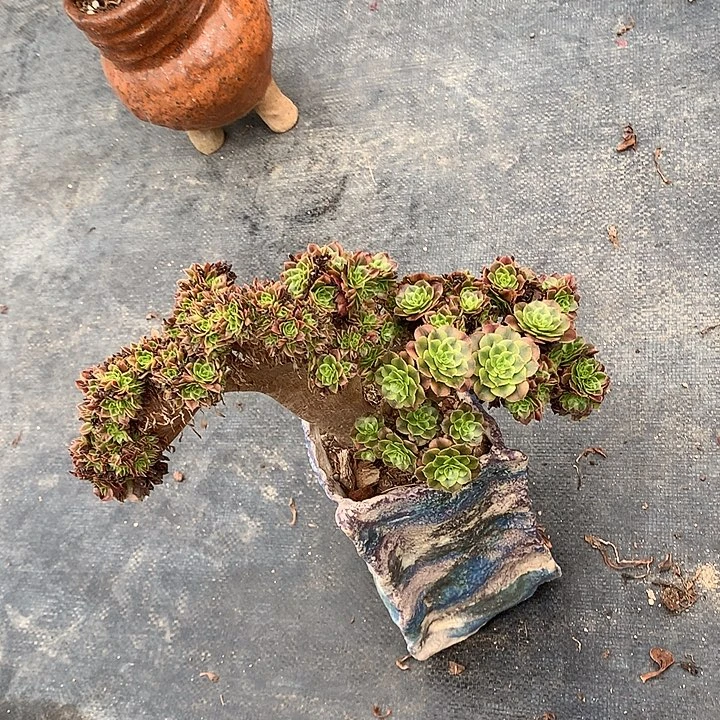 瑕疵祝融朵朵脱土发货啊