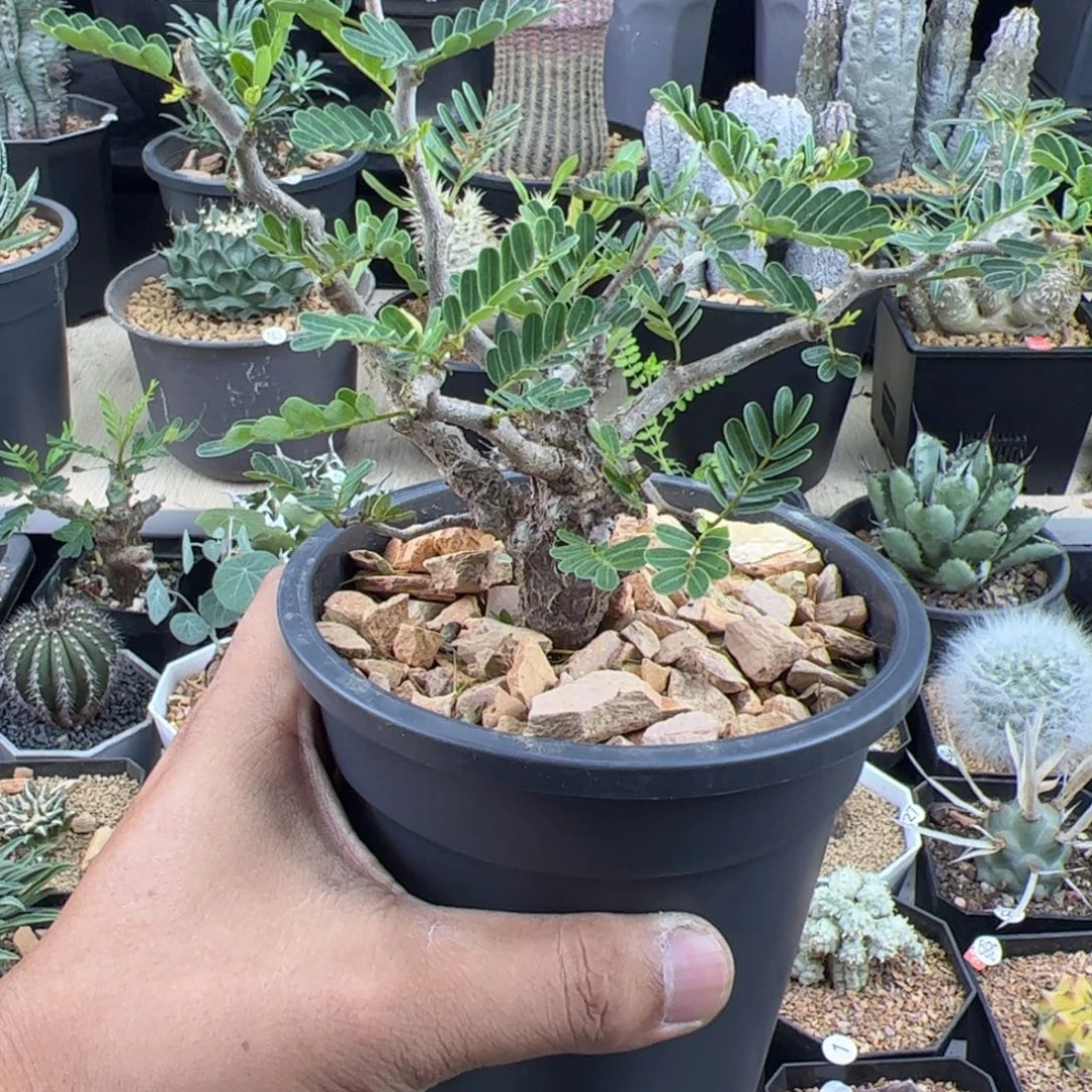 0***1沙漠苏木实生一物一拍带盆发