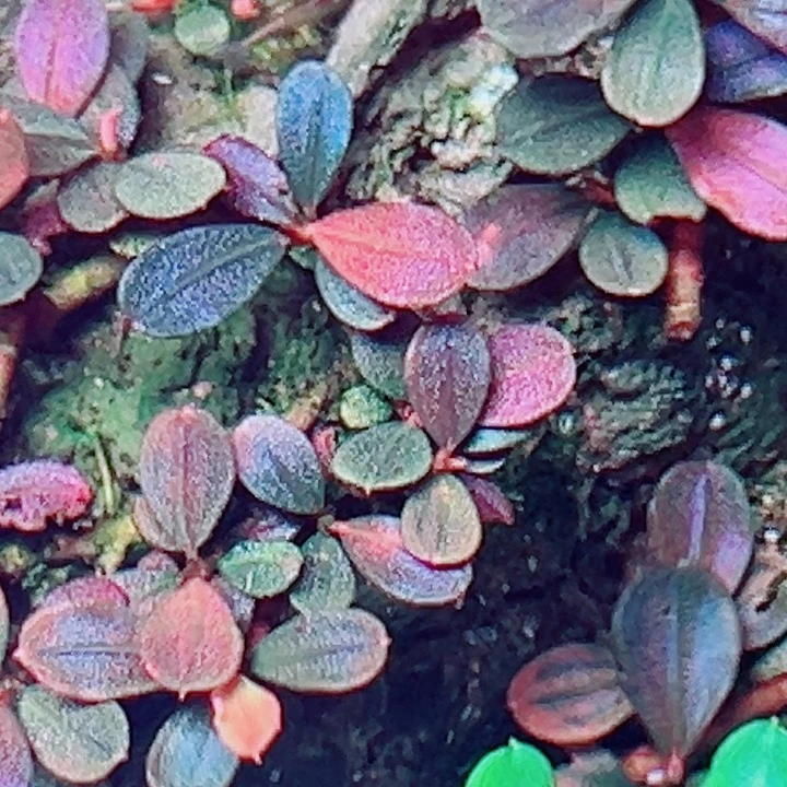 福利44号福利植物一头