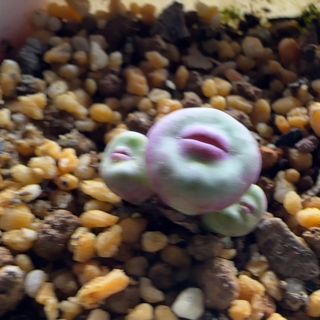 【闪购商品】斌****^16085   还有一个风铃 延期