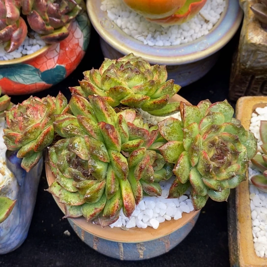 小***小火苗水晶石化多肉植物盆栽