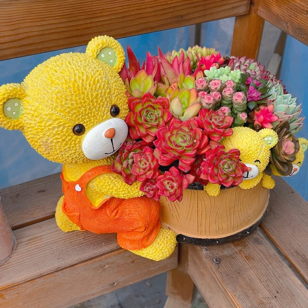 3只小熊送聚宝盆多肉