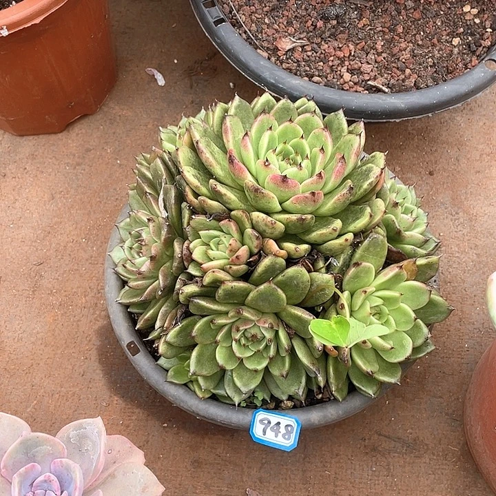 948黑水晶一物一拍多肉