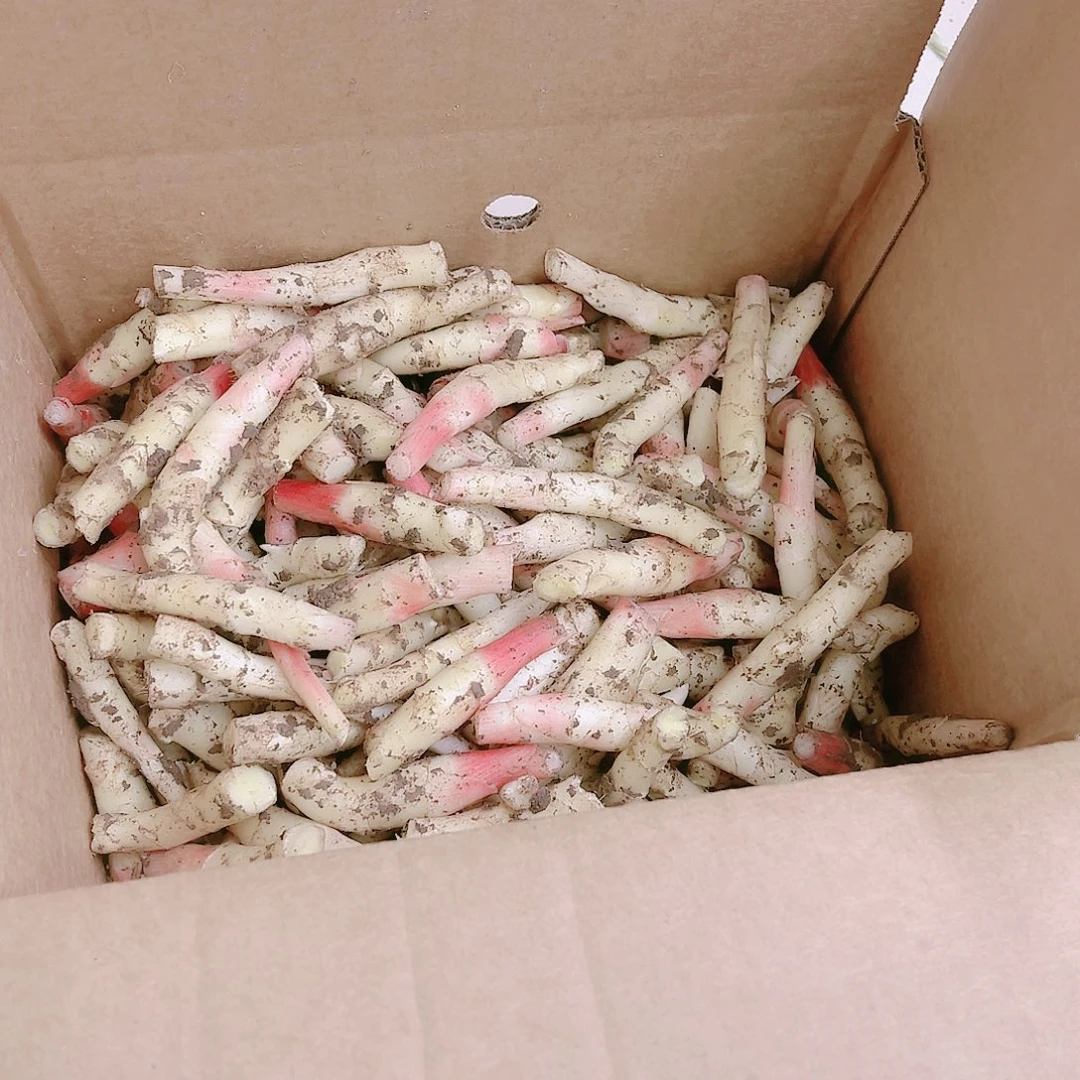 黄姜中国大陆碎姜