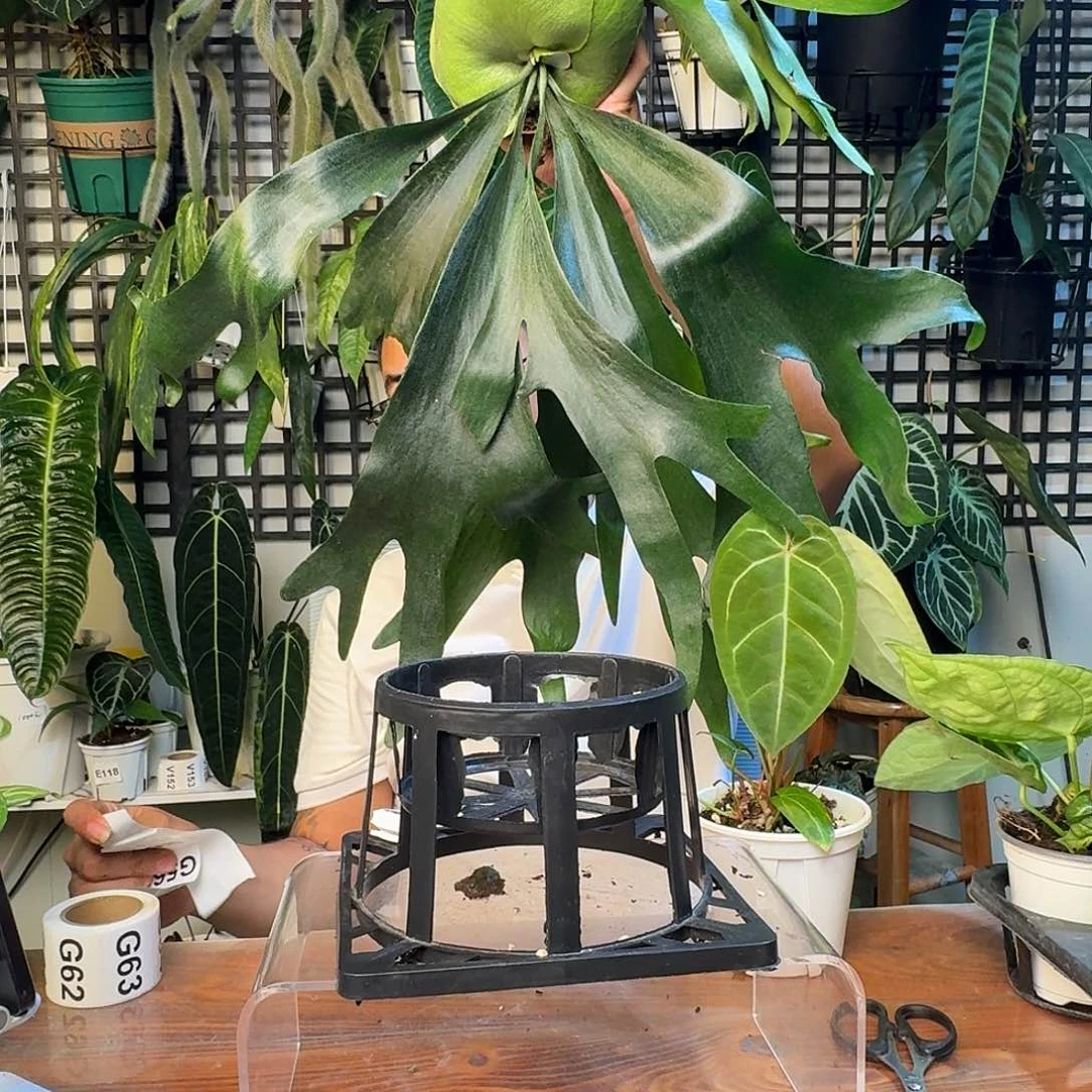 无花朵宝**士一物一拍G54