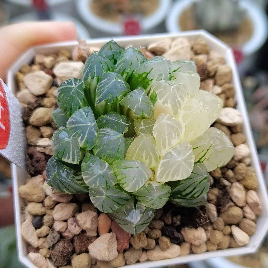 141号大型霓虹灯玉露锦一物一拍带盆土发货