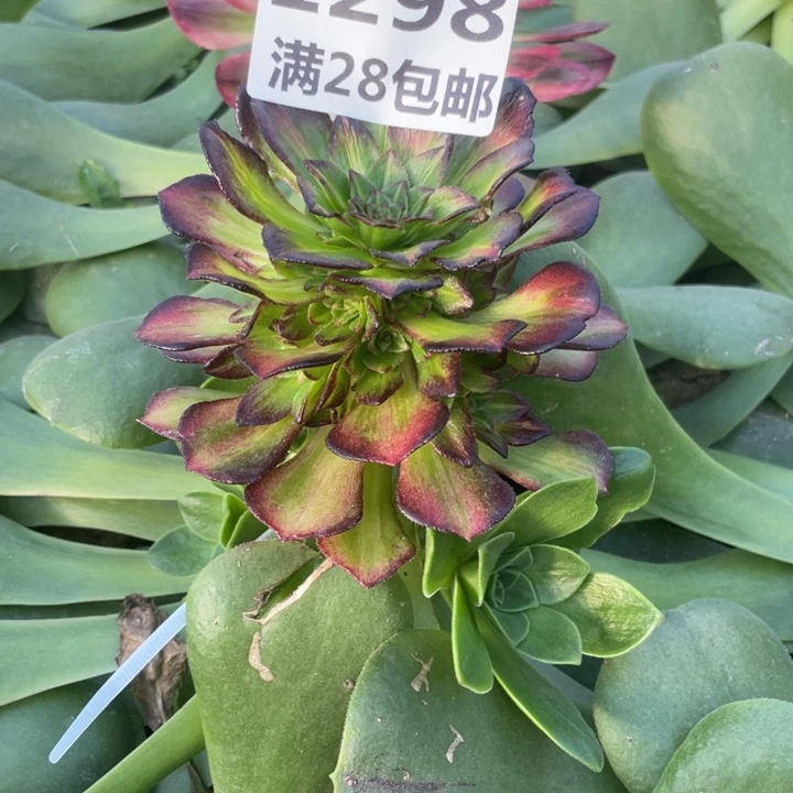 1298嫁接海王七彩三号棚