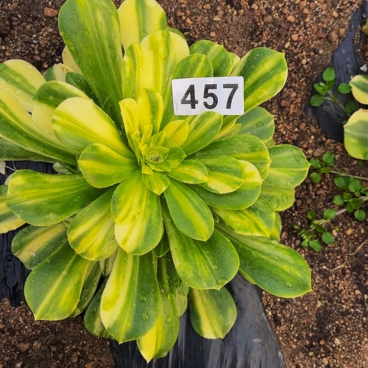 457五彩琉璃多肉植物处理不售后