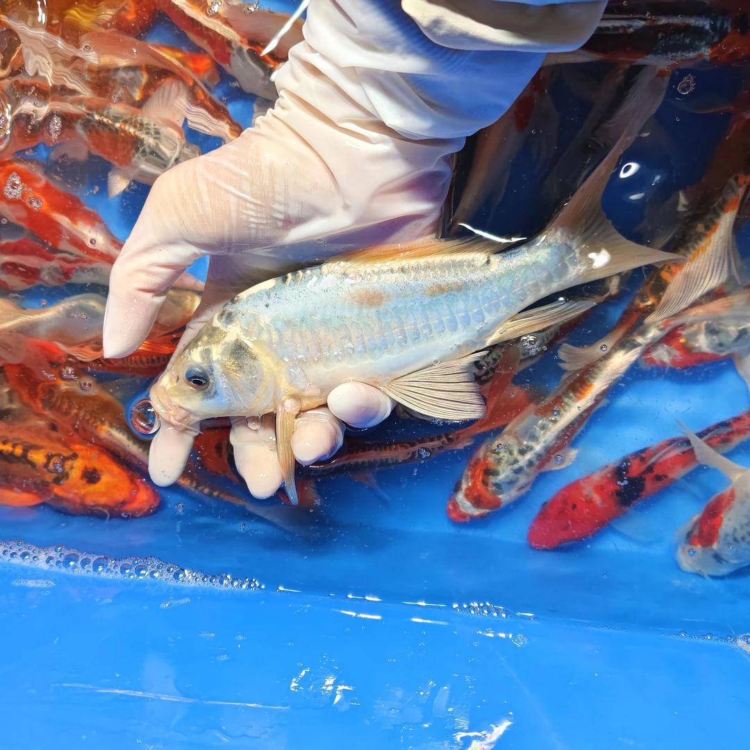 大尺寸【11尾】德国锦鲤 血统鲤鱼9-11公分 花色丰富 渔场发货