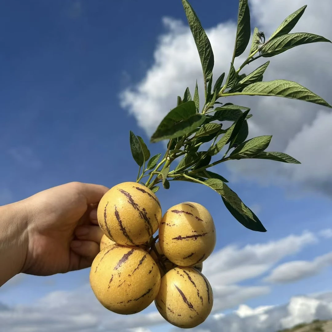 【顺丰包邮】云南石林树上熟人参果清甜多汁当季新鲜水果