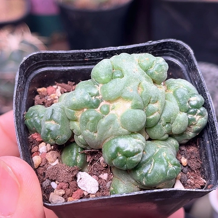 无花朵象牙石化群5.5cm