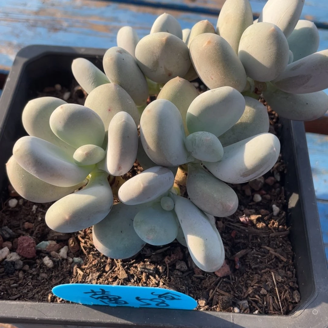 蕾***大叶奶酪群生无砍58