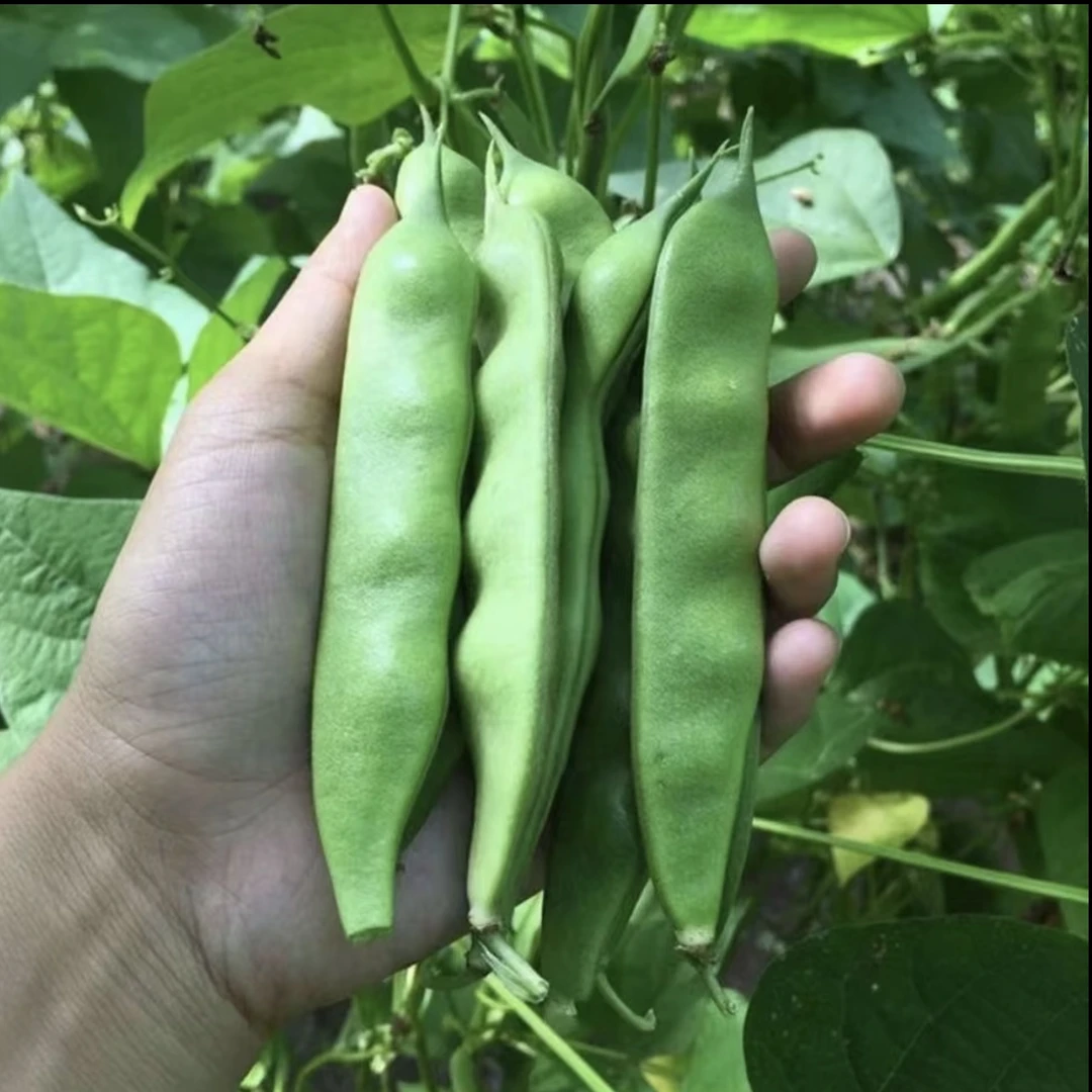 黑龙江东北油豆角陆地新鲜现摘现发开锅烂无筋无丝九月青农家种植