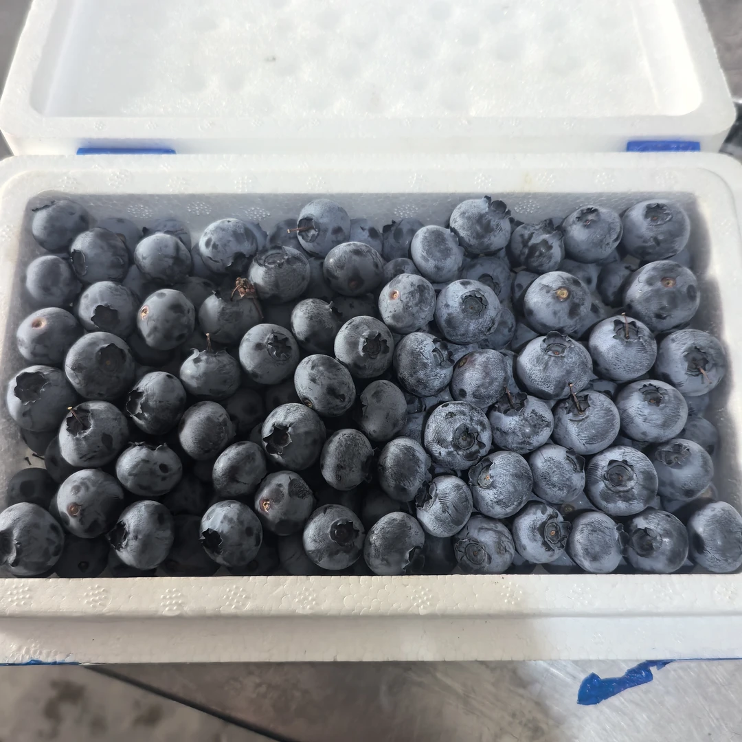 【九鼎直发】15＋云南花香蓝莓新鲜蓝莓